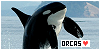 Orcas