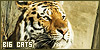Big Cats