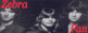 81x31 code