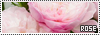 100x35 code