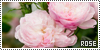 100x50 code