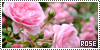 100x50 code