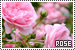 75x50 code