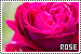 75x50 code