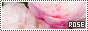 88x31 code