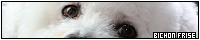 200x40 code